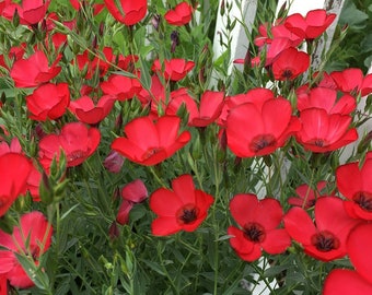 Scarlet Flax Flower Seeds | Red | Linum Grandiflorum Rubrum | By Seedstocherish |  200-800 SEEDS