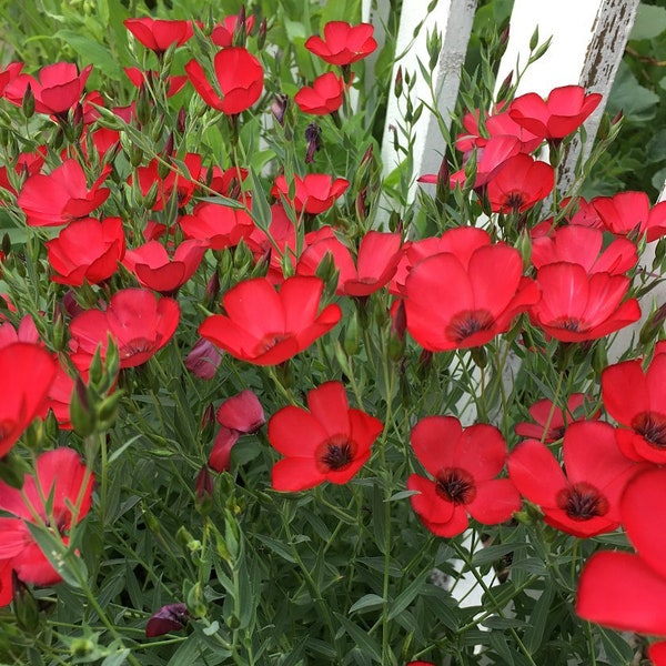 Scarlet Flax Flower Seeds | Red | Linum Grandiflorum Rubrum | By Seedstocherish |  200-800 SEEDS