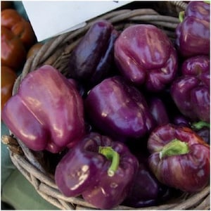 Purple Beauty Pepper Seeds Heirloom Organic Non Gmo Sweet Peppers