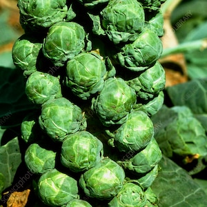 Brussels Sprouts Seeds, Long Island Heirloom Organic