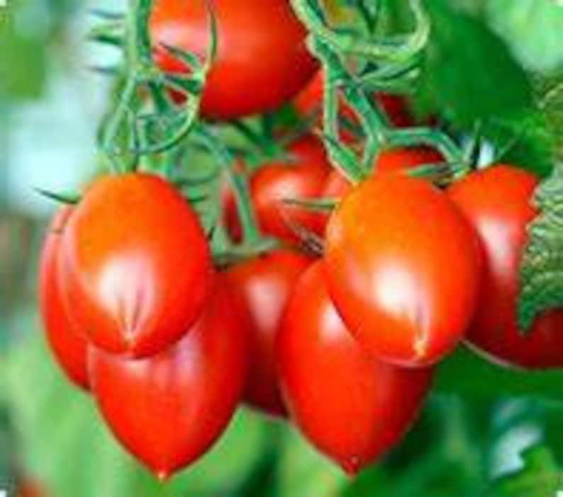 Heirloom Amish Paste Tomato Seeds Non Gmo Organic Canning