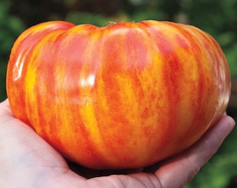 Big Rainbow Tomato Seeds, Heirloom, Organic, Non Gmo
