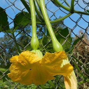 Heirloom Zucchini, Vining Squash Seeds - Tromboncino, Rampicante, Squash Seeds, Zucchetta, Organic, Non Gmo