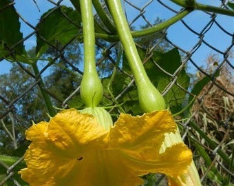 Heirloom Zucchini, Vining Squash Seeds - Tromboncino, Rampicante, Squash Seeds, Zucchetta, Organic, Non Gmo prolific