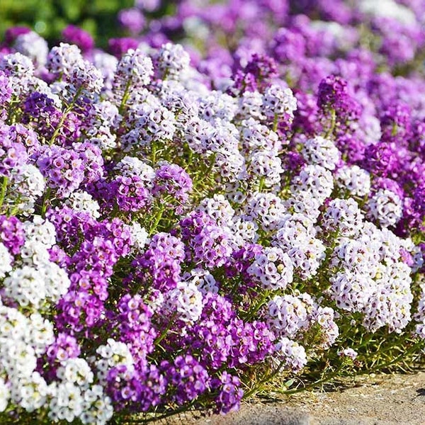 Alyssum Flower Seeds Mix, Royal Carpet, Perennial, Borders and Ground Cover, White and Purple