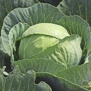 Heirloom Cabbage Seeds, Brunswick, Organic, Non Gmo