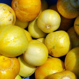 Lemon Cucumber Organic Non Gmo Cucumis Sativus Lemon Cuke