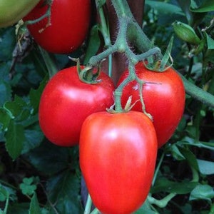 40 Heirloom Amish Paste Tomato Seeds, Non Gmo, Organic Seeds