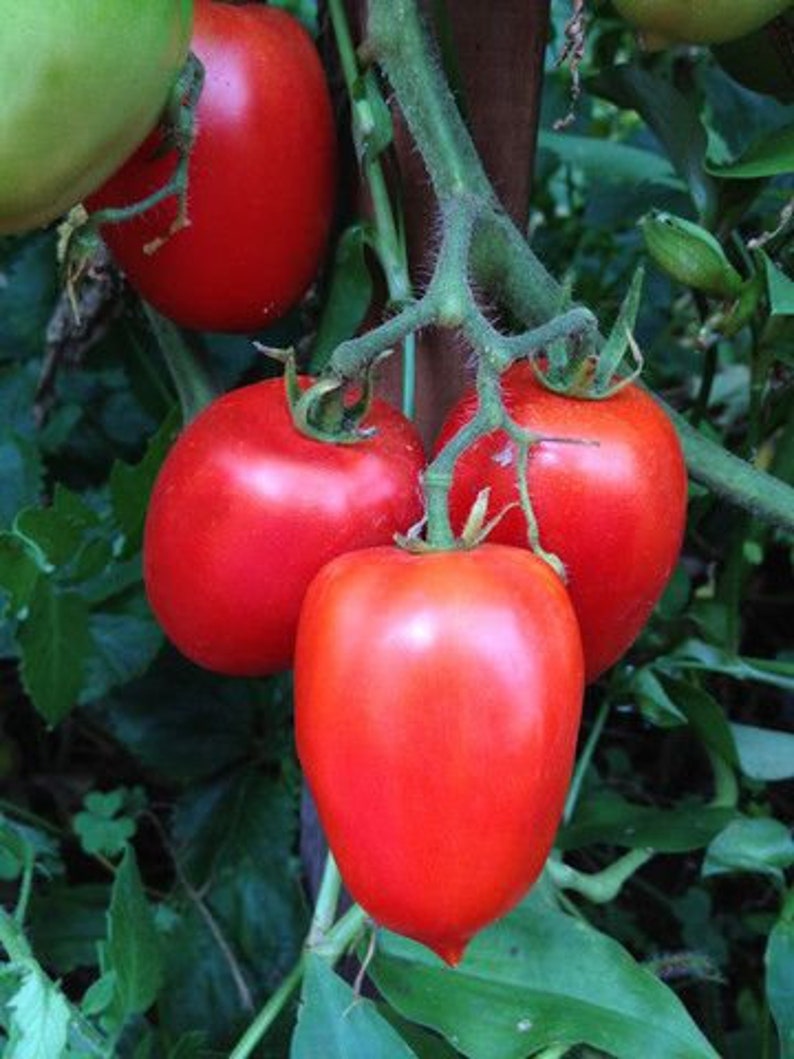 Heirloom Amish Paste Tomato Seeds Non Gmo Organic Canning