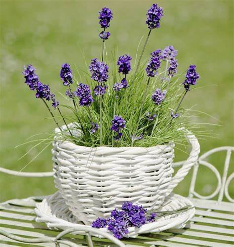 100 English Lavender Seeds Heirloom Organic Fragrant Etsy