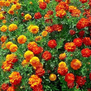 May include: A close-up view of a bed of orange and yellow marigolds in full bloom. The flowers are arranged in a dense cluster, creating a vibrant and colorful display.