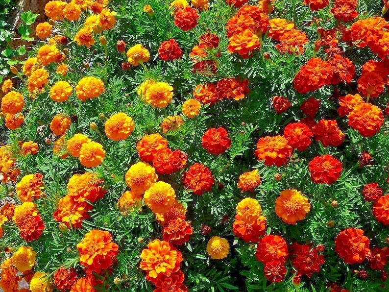 May include: A close-up view of a bed of orange and yellow marigolds in full bloom. The flowers are arranged in a dense cluster, creating a vibrant and colorful display.