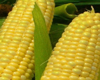 Heirloom Corn Seeds, Bantom Corn Organic, Non Gmo, from USA 30-200 SEEDS, Bulk Available