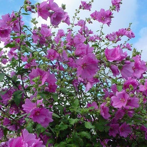 100 Tree Mallow Flower Seeds | Rose Mallow| Lavatera Trimestris|