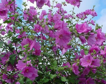 100 Tree Mallow Flower Seeds | Rose Mallow| Lavatera Trimestris| By Seedstocherish