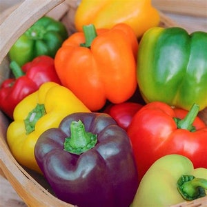 30 Mini Bell Pepper Mix Seeds | Heirloom | Organic | Non Gmo