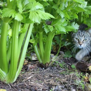 200 Organic Celery Seeds Heirloom, Tall Utah, Non Gmo,
