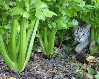 200 Organic Celery Seeds Heirloom, Tall Utah, Non Gmo,
