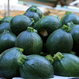 60 Round Zucchini Squash Seeds, Tatume Zucchini, Organic, Non  GMO. Heirloom