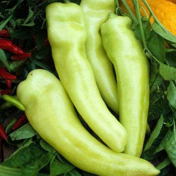 60 Sweet Banana Pepper Seeds - Heirloom Organic Non Gmo from USA - FREE SHIPPING