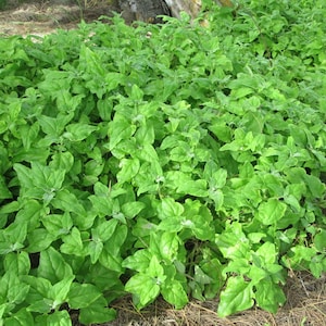 New Zealand Spinach Seeds | Summer Warrical Spinach