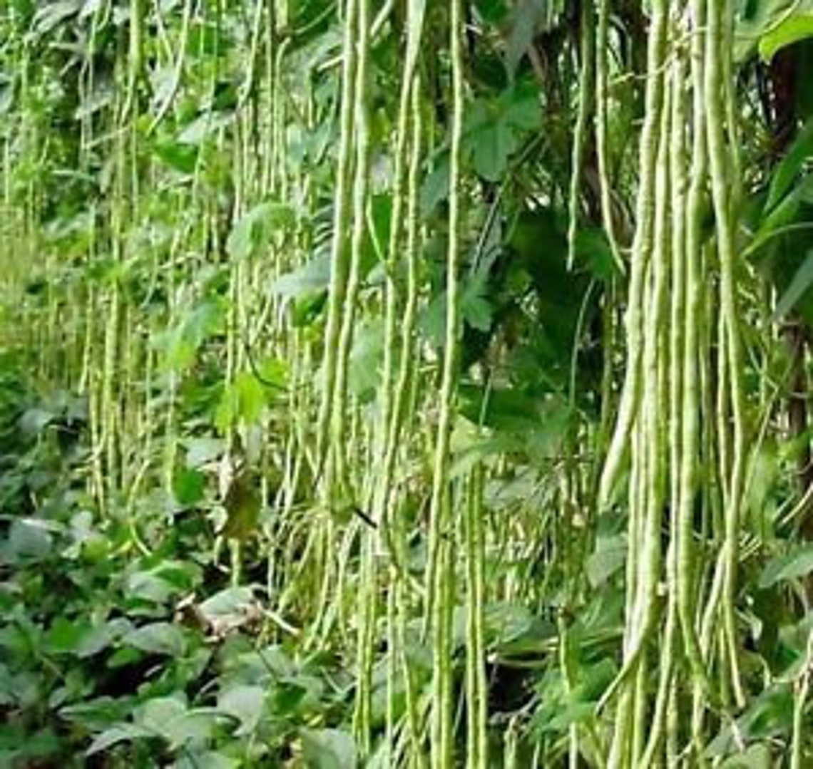 Aazon.co : Bush Long Green Bean Seeds Non-GO Vegetable Seeds 30