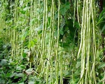 20 Yard Long Bean Seed, Mix Red and Green , Organic, Non Gmo, Heirloom, Heirloom, Chinese Vegetable Chinese Noodle Bean, From USA