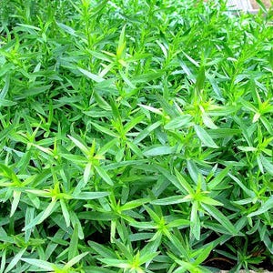 Tarragon  - Artemisia Dracunculus Heirloom, Organic, Non GMO