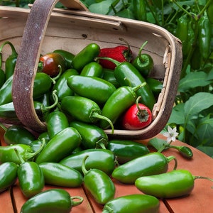30 Heirloom Jalapeno Pepper Seeds, Traveler, Non Gmo, Organic, Hot Pepper