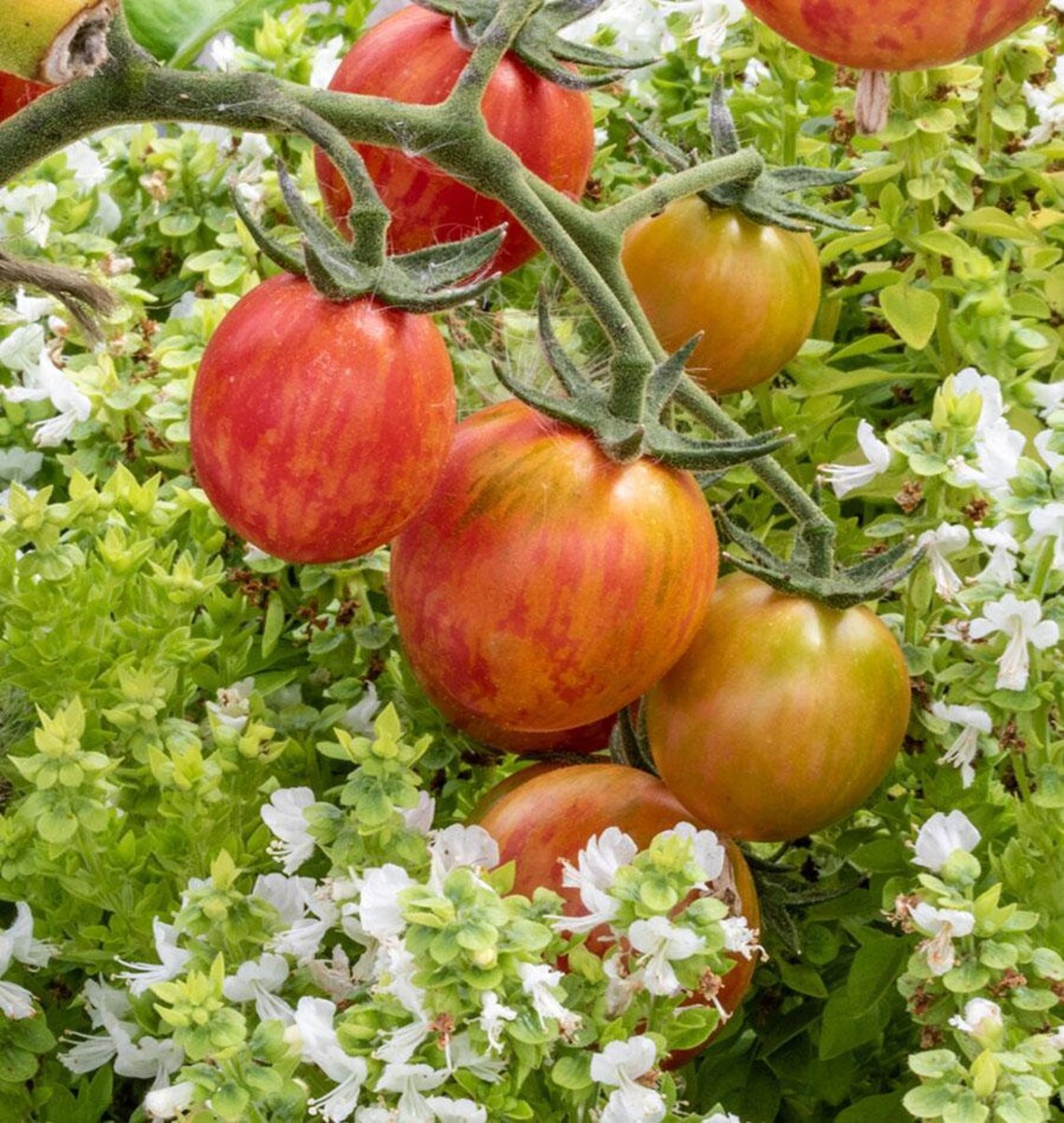 Sweet As Honey: Pink Bumble Bee Tomatoes