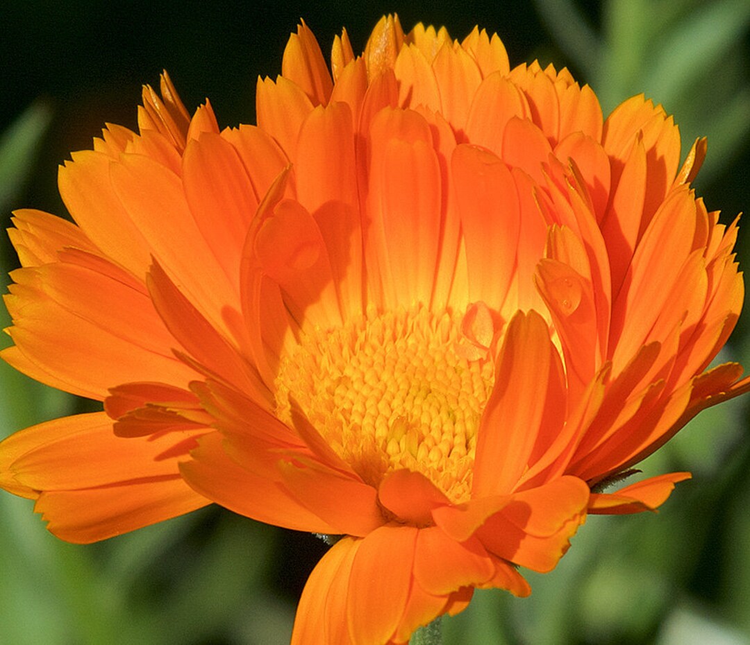 100 Calendula Heirloom Herb Seeds, English Pot Marigold, Edible Flower