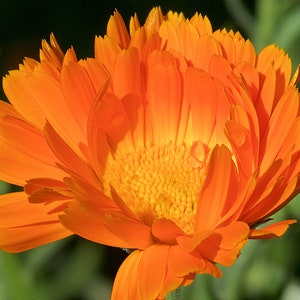 100 Calendula Heirloom Herb Seeds, English  Pot Marigold, Edible Flower Seeds, Easy to Grow