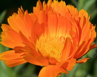 100 Calendula Heirloom Herb Seeds, English  Pot Marigold, Edible Flower Seeds, Easy to Grow