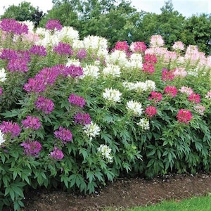 May include: A close-up of a flower bed with a variety of white, pink, and purple flowers. The flowers are in full bloom and create a beautiful display of color.