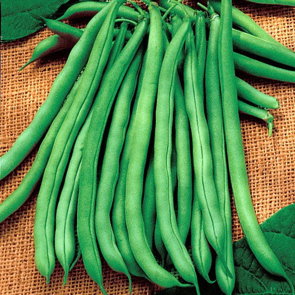 Blue Lake Pole Bean Seeds, Stringless, Heirloom, Organic by Seedstocherish