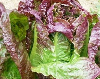 400 Red Romaine Lettuce Seeds | Heirloom | Organic, Non Gmo, Open Pollinated by Seedstocherish