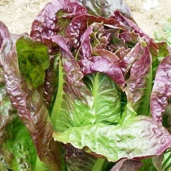 400 Red Romaine Lettuce Seeds | Heirloom | Organic, Non Gmo, Open Pollinated by Seedstocherish