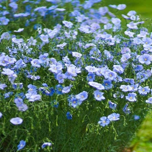 May include: A vibrant field of blue flax flowers in full bloom. The delicate, light blue petals contrast with the slender green stems and foliage. The flowers have a subtle yellow center, creating a natural and serene scene.