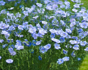 200 Blue Flax Flower Seeds | Prairie Flax | Perennial, Prairie Flax, Lewis Flax, Blue Flowers