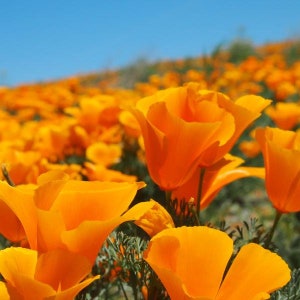 200 Orange California Poppy Seeds, Beautiful Cut Flowers, Self Seeding