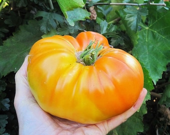 Heirloom Pineapple Tomato Seeds, Organic, Non Gmo, Beefsteak