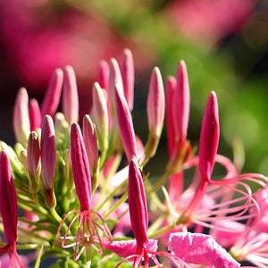 200 Cleome Spider Mix Seeds, Flower, Cleome Hasslerana, Deer Resistant, Beautiful Large Blossoms, Annual that reseeds Itself image 3