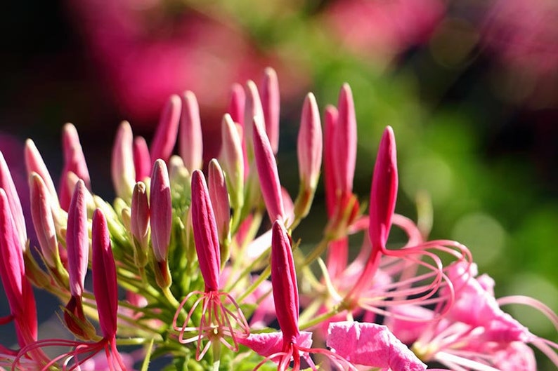 200 Cleome Spider Mix Seeds, Flower, Cleome Hasslerana, Deer Resistant, Beautiful Large Blossoms, Annual that reseeds Itself image 3