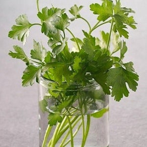 Cilantro Seeds Slow Bolting Heirloom Non Gmo Organic, Herbs