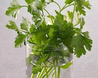 Cilantro Seeds Slow Bolting Heirloom Non Gmo Organic, Herbs