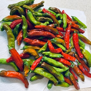 Shishito Hot Pepper Seeds | Heirloom | Organic | Non Gmo | USA | hot pepper