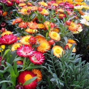 Strawflower Multicolor Mix Seeds, Beautiful Dried Flowers, Cut Flowers, Landscape
