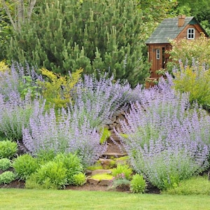 Catnip Herb Seeds - Nepeta Cataria - Heirloom, Organic, Non GMO - Catmint