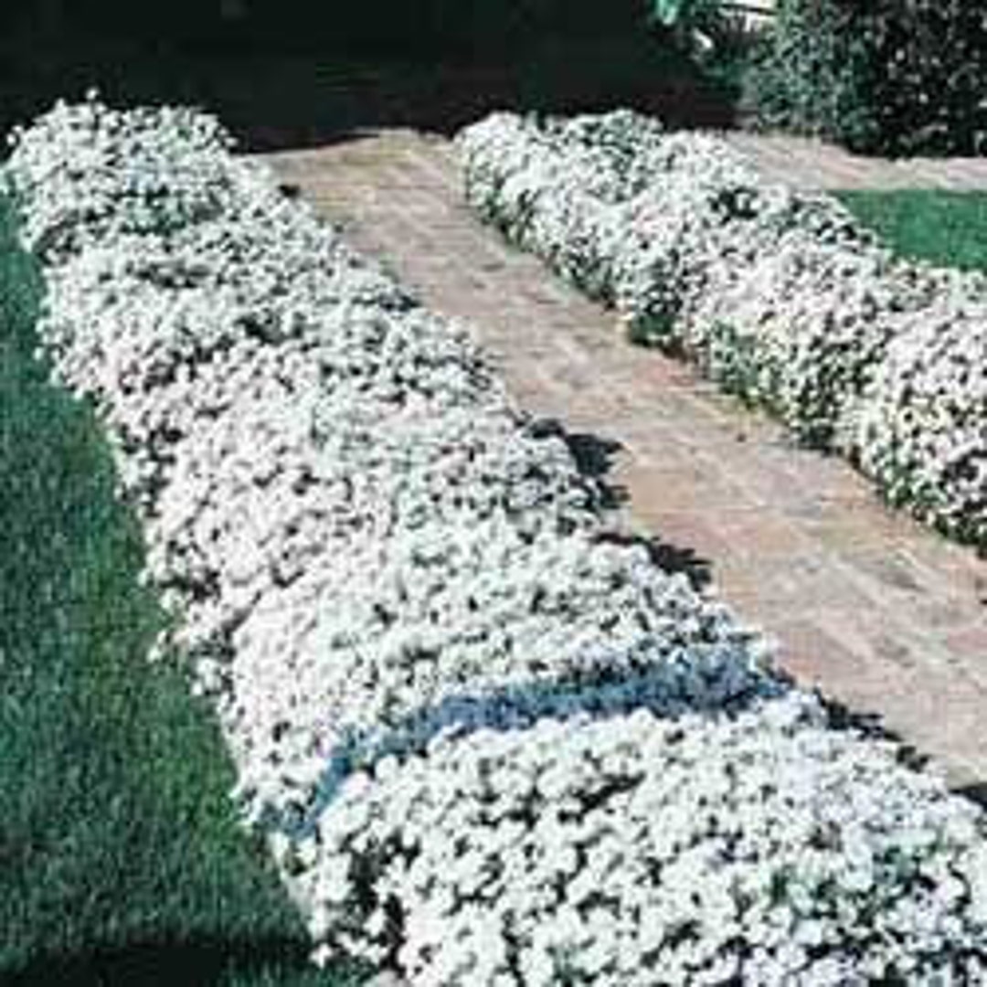 【The Barnnet】Candy Tuft Flower Case 200 Ground Cover Seeds, White Candytuft Flower Seeds, Easy