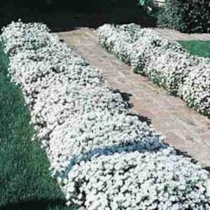 100 Ground Cover Seeds, White Candytuft Flower Seeds, Easty to Grow, Perennial